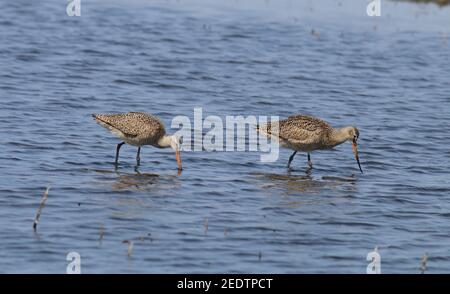 Marbled Godwit 23 avril 2015 Minnehaha County, Dakota du Sud Banque D'Images