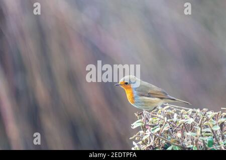 Robin dans un Bush dans un jardin Banque D'Images