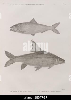 Zoologie. Poissons du Nil. Le Clupea nilotica; 2. Le Cyprin binny (Cyprinus lepidotus) Banque D'Images