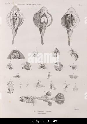 Zoologie. Poissons du Nil. Le Tetrodon fanaka (Tetrodon physa). Détails anatomiques Banque D'Images