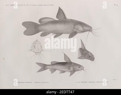 Zoologie. Poissons du Nil. 1.2. Pimeloode karafche (Pimelodus biscutatus); 3.4. Le Pimelode aboureal (Pimelodus auratus) Banque D'Images