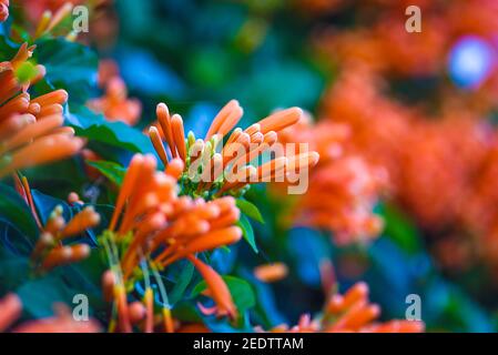 Flamevine fleurir dans le jardin en automne. Banque D'Images