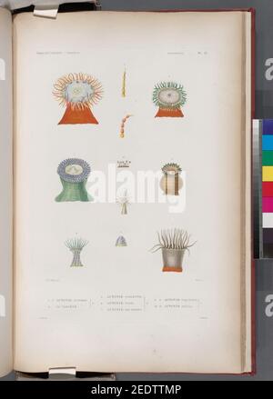 Zoophytes- 1.- 3. Actinie aurore. N; 4. Sa variante. N; 5. Actinie violette. N; 6. Vase Actinie. N; 7. Actinie de Dorey. N; 8. 9. Actinie Piquetée. N; 10. 11. Actinie Grèle. N Banque D'Images