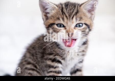 Portrait chaton de Meaven à bouche ouverte. Petit chaton est peur, sifflements, chat a des poils à la fin domestique curieux drôle chaton rayé. Banque D'Images