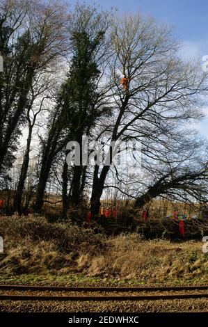 Wendover, Buckinghamshire, Royaume-Uni. 15 février 2021. Un écologiste haut dans les arbres faisant un levé de chauve-souris ironiquement au-dessus de la ligne de chemin de fer existante. HS2 Ltd ont ce matin clôturé un sentier public et a commencé l'escrime au large d'une zone de bois connue sous le nom de Spinney dans la préparation à la chute de nombreux arbres matures dans le cadre de la liaison ferroviaire haute vitesse 2 de Londres à Birmingham. Le propriétaire foncier n'aurait pas été notifié à l'avance par HS2 Ltd. Les huissiers de l'équipe nationale d'expulsion (NET) travaillant pour HS2 étaient sur place, tout comme un grand nombre de policiers qui utilisaient un drone au-dessus des bois. Les militants anti HS2 sont Banque D'Images