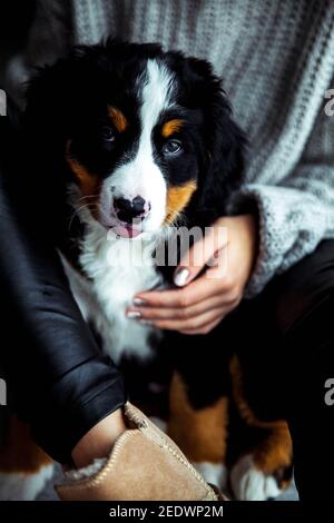 petit chiot de chien de montagne bernois sur les mains de fille à la mode avec une belle manucure. animaux, mode Banque D'Images