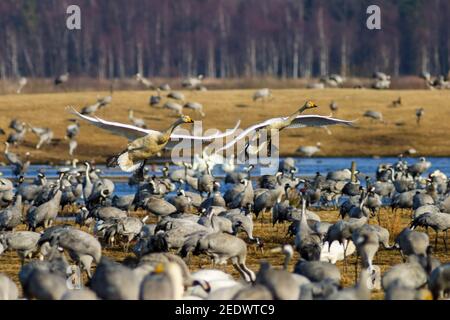 Whooper swans volant sur beaucoup de grues sur un champ Banque D'Images