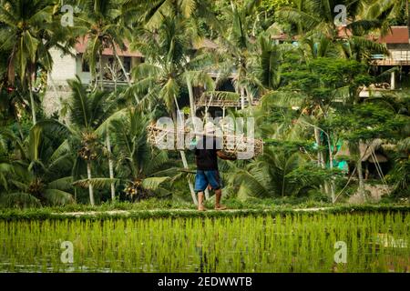 Un cultivateur de riz mâle transportant le panier de récolte de riz par le Champs de riz à la terrasse de riz Tegallalang à Bali Banque D'Images