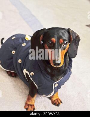 Mignon chiot, Dachshund en vêtements bleus est assis sur un tapis Banque D'Images