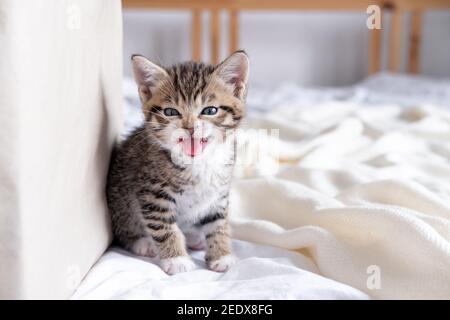 Portrait chaton de Meaven à bouche ouverte. Petit chaton est peur, sifflements, chat a des poils à la fin domestique curieux drôle chaton rayé. Banque D'Images