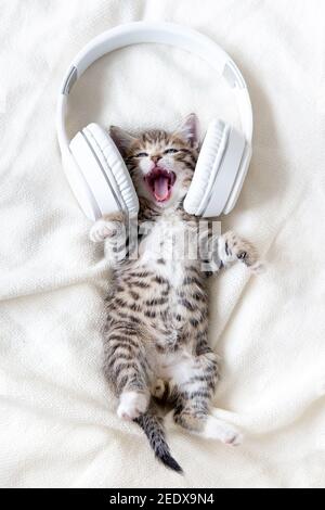 Un petit drôle de chant de chat à rayures dans un casque sur un lit blanc. Concept Kitty avec animaux de compagnie musicaux à bouche ouverte Banque D'Images