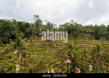 Tegallalang Rice Terrace à Bali Banque D'Images