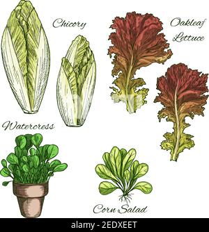 Salades de laitue et feuilles de légumes croquis des icônes. Vecteur feuille isolée de laitue chicorée et feuille de feuille de feuille de Laurier, salade de maïs et cresson en pot. Végétarien c Illustration de Vecteur