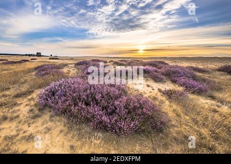 Paysage enchanteur paysage de la lande dans le parc national Hoge Veluwe, province de Gelderland, pays-Bas. Paysage scène de la nature en Europe. Banque D'Images