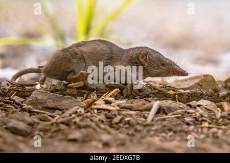 La merde à dents blanches (Crocidura suaveolens) dans l'habitat naturel. Cévennes, France. Scène sauvage dans la nature de l'Europe. Banque D'Images