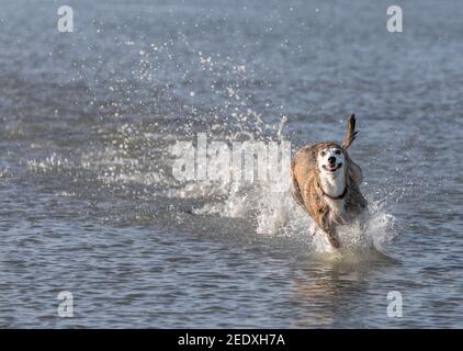 Vue sur le port, Cork, Irlande. 15 février 2021. Esme, un guinteur ayant un grand moment barboter dans l'eau à Harbour View, Co. Cork, Irlande. - crédit; David Creedon / Alamy Banque D'Images