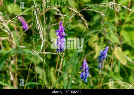 Les fleurs bleues mauves de vesce touffetée, Vicia craca, alias vesce de vache, vesce d'oiseau, vesce bleue, la vetch boréale est en croissance entourée dans de longues herbes et des orties Banque D'Images