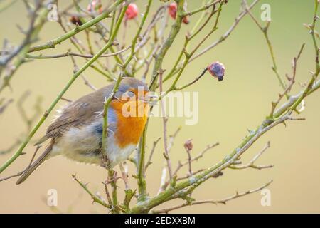 Le robin européen erithacus rubecula chantant en rayons du soleil pendant la saison d'accouplement à Springtime. Banque D'Images