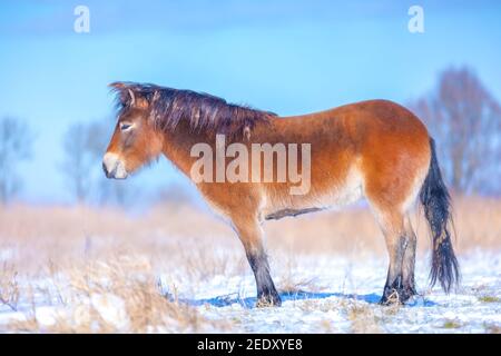 Exmoor poney paître dans la neige, froid paysage d'hiver et ciel bleu clair. Banque D'Images