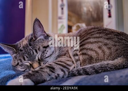 Le chaton rêvant Aberdeen O'ella Banque D'Images