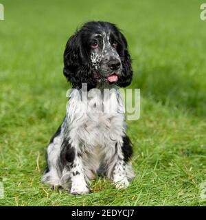 Chien de Cocker anglais Banque D'Images