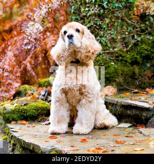 Chien de Cocker anglais Banque D'Images