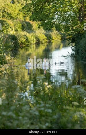 Une famille de cygnes muets (cygnus olor) et de cygnets qui font le voyage le long du canal de Montgomery vers Welshpool, au centre du pays de Galles, lors d'une journée de printemps ensoleillée. Banque D'Images