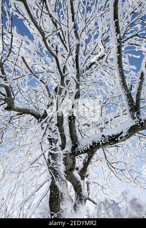 Fraxinus excelsior arbre cerisier givre arbre de frêne branches congelées contre ciel bleu en hiver Banque D'Images