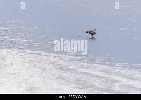 Wilhelmshaven, Allemagne. 10 février 2021. Un mouette (Larinae) se trouve sur le canal surgelé EMS-Jade entre Bontekai et Südstrand. Credit: Jonas Walzberg/dpa/Alay Live News Banque D'Images