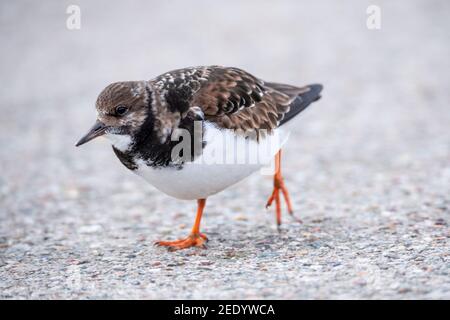 Wilhelmshaven, Allemagne. 10 février 2021. A Ruddy Turnstone (interprétation Arenaria) en robe unie. Credit: Jonas Walzberg/dpa/Alay Live News Banque D'Images