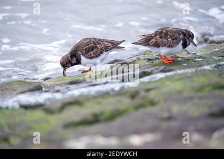 Wilhelmshaven, Allemagne. 10 février 2021. Les tourniquets (interprétation de l'Arenaria) en robe de mou fourraillent sur la rive de la plage sud. Credit: Jonas Walzberg/dpa/Alay Live News Banque D'Images