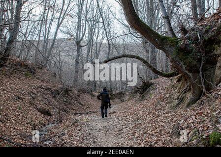 Homme avec son dos tourné marcher et contemplant le solitaire forêt de grands arbres sans feuilles sur un froid et humide jour d'hiver Banque D'Images