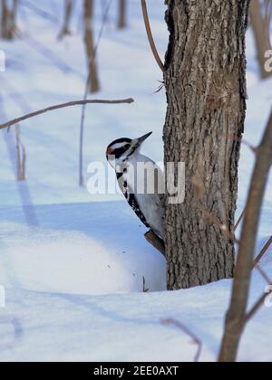Pic à bois mâle (Dryobates pubescens) assis bas sur un petit arbre, juste au-dessus de la neige. Ottawa, Ontario, Canada. Banque D'Images