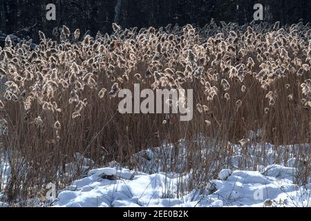 Les herbes hivernales (Phragmites australis) dans un champ enneigé sont illuminées par le soleil de la fin de l'après-midi. Ottawa (Ontario), Canad Banque D'Images