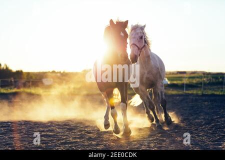 Des chevaux blancs et noirs se galopant dans le sable pendant le coucher du soleil. Animaux sociaux. Banque D'Images