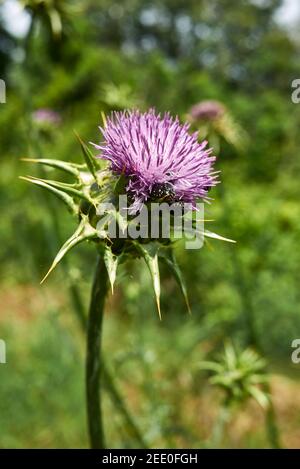 Silybum marianum fleurs et feuilles de près Banque D'Images