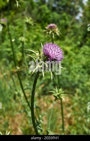 Silybum marianum fleurs et feuilles de près Banque D'Images