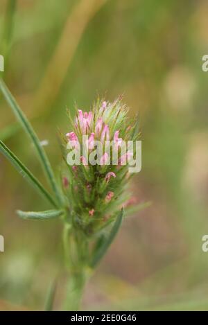 Trifolium angustifolium inflorescence rose gros plan Banque D'Images