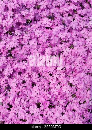 Primula farinosa rose fond, fleurs Primrose pour les yeux des oiseaux. Banque D'Images