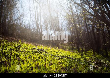 Arrière-plan de la forêt avec des feuilles vertes qui poussent sur le sol et le soleil qui brille à travers les arbres. Banque D'Images