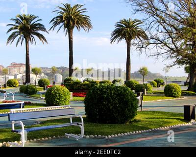 Vider Piquio Gardens Spring avec Phoenix dactylifera Date palmiers buissons et bancs tôt le matin au soleil Banque D'Images