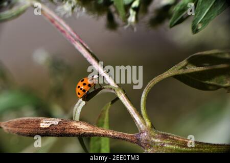 Coccinelle orange à pois noirs. Banque D'Images