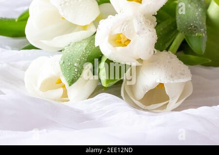 Tulipes blanches avec gouttes d'eau - toile de fond blanche Banque D'Images