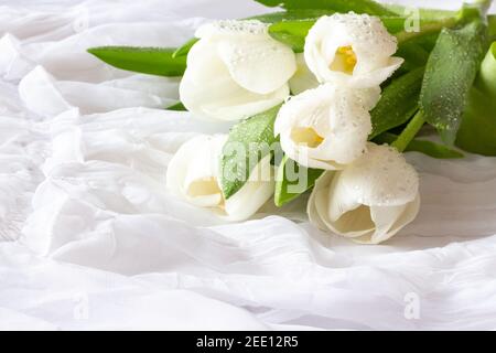 Tulipes blanches avec gouttes d'eau - toile de fond blanche Banque D'Images