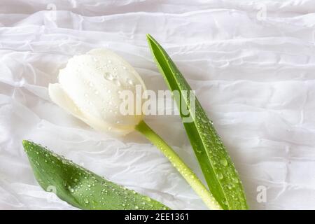 Tulipes blanches avec gouttes d'eau - toile de fond blanche Banque D'Images