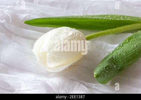 Tulipes blanches avec gouttes d'eau - toile de fond blanche Banque D'Images