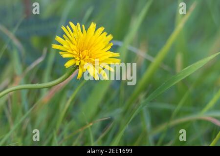 fleurs de pissenlit jaune vue rapprochée dans le jardin Banque D'Images