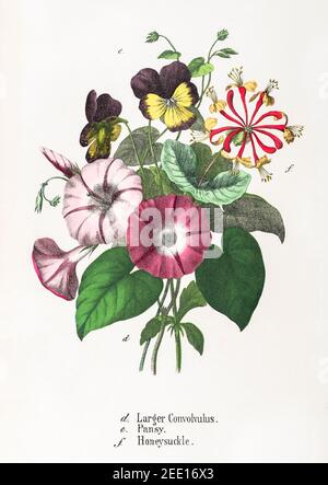 Illustration victorienne du XIXe siècle restaurée numériquement de Convolvulus Major, Pansy / Viola tricolor & Honeysuckle / Lonicera périclymenum. Voir les remarques. Banque D'Images