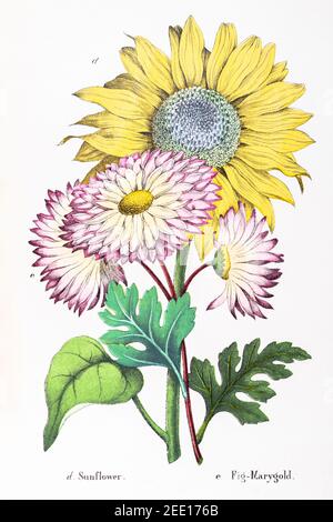 Illustration botanique victorienne du XIXe siècle restaurée numériquement de Sunflower / Helianthus annuus & Fig-Marigold / lampranthus spectabilis. Voir les remarques. Banque D'Images