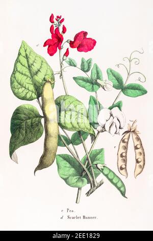 Illustration botanique victorienne du XIXe siècle restaurée numériquement de la plante Pea / Pisum sativum et du Scarlet Runner Bean / Phaseolus coccineus. Voir les remarques Banque D'Images